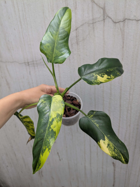 Philodendron domesticum variegata - C