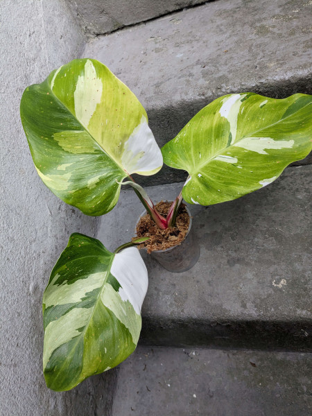 Philodendron White Princess 'Green Tricolor' - A