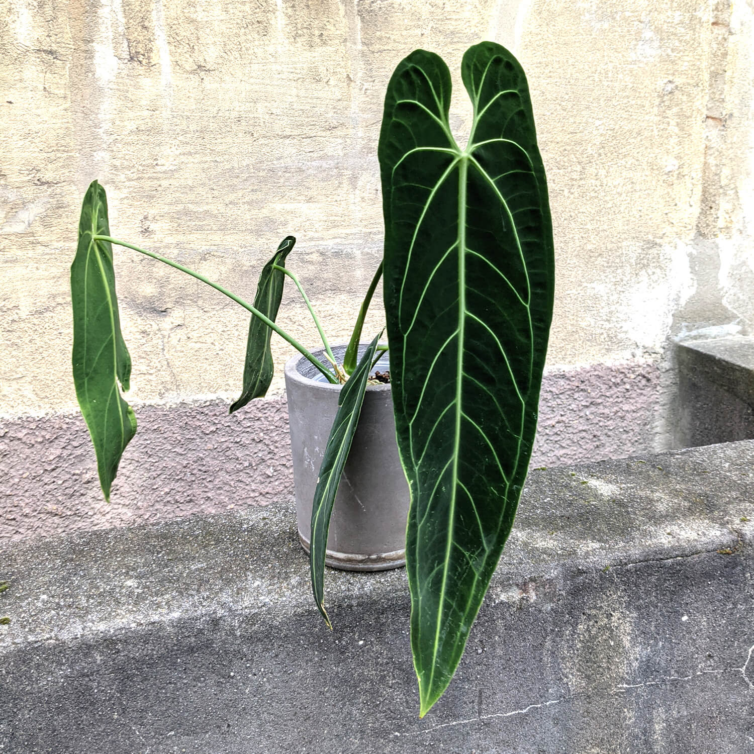 Anthurium warocqueanum – XL | Anthurium | Plants | We Love Aroids