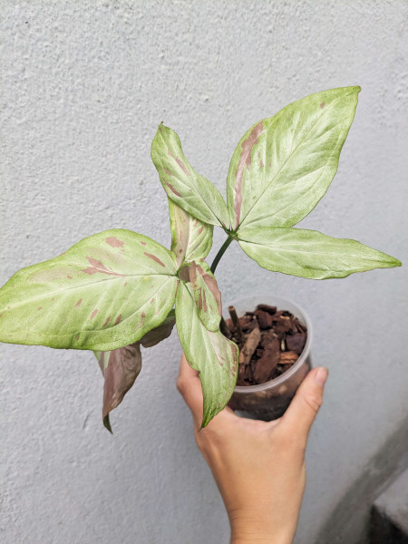 Syngonium Strawberry Milk
