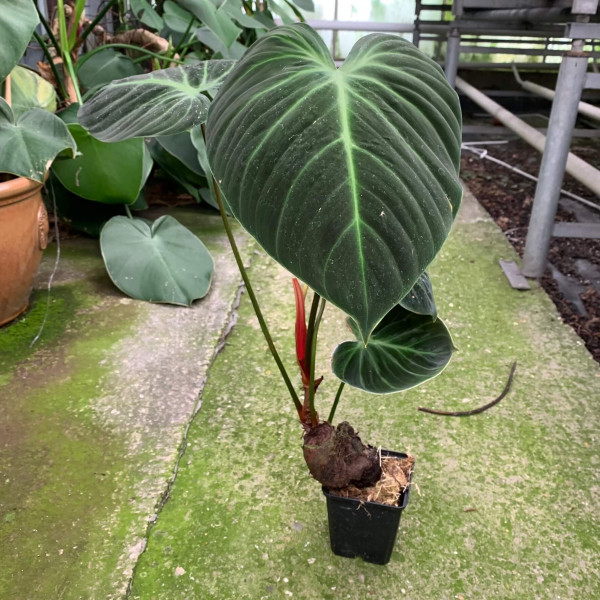 Philodendron el choco red / rubrijuvenilum - Big