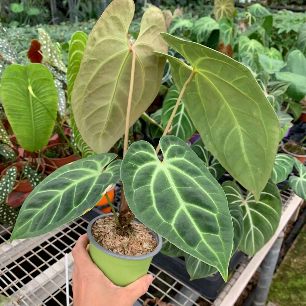 Anthurium besseae aff silver - A | Anthurium | Plants | We Love Aroids