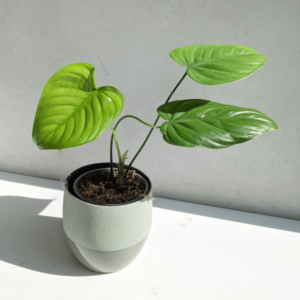 Philodendron colombianum