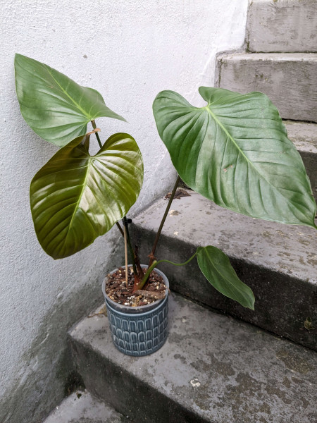 Philodendron lynamii - big