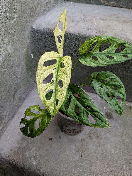 Monstera adansonii swedish ghost - B