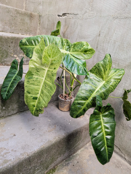 Philodendron Paraiso Verde