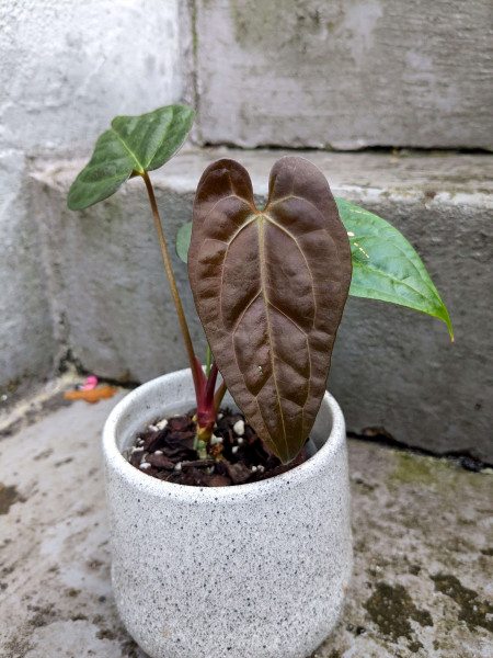 Anthurium Goliath / Darkest Panama x Fort Sherman