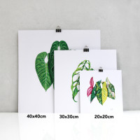 We love Aroids x JB Botanical Arts „SYNGONIUM TRIO“ 20x20cm - 300g fine art print