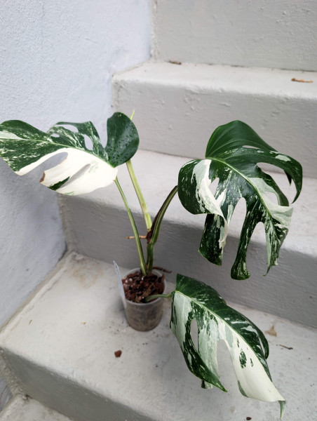 Monstera variegata small - B