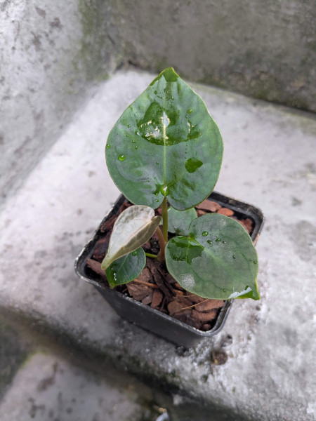 Anthurium DocBlock Michelle x forgetii or papillilaminum X1 - selected Seedling C