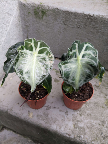 Alocasia Venom