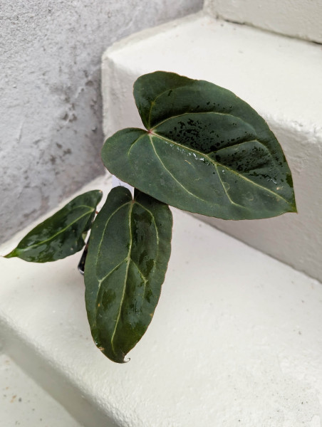 Anthurium Black Sweet self x Red Spider - selected plant E