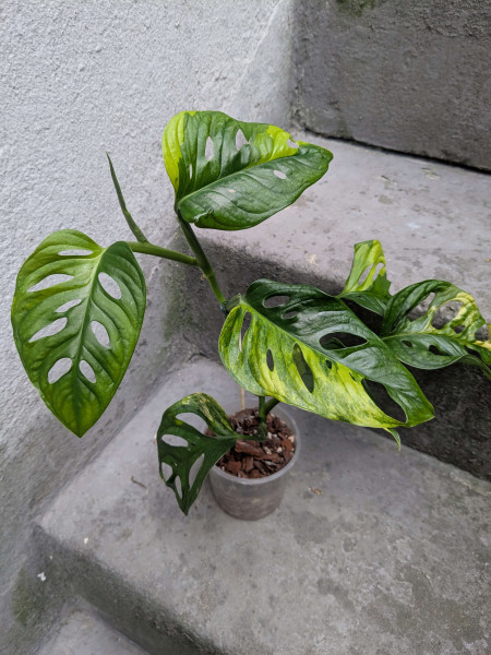 Monstera adansonii aurea variegata - B