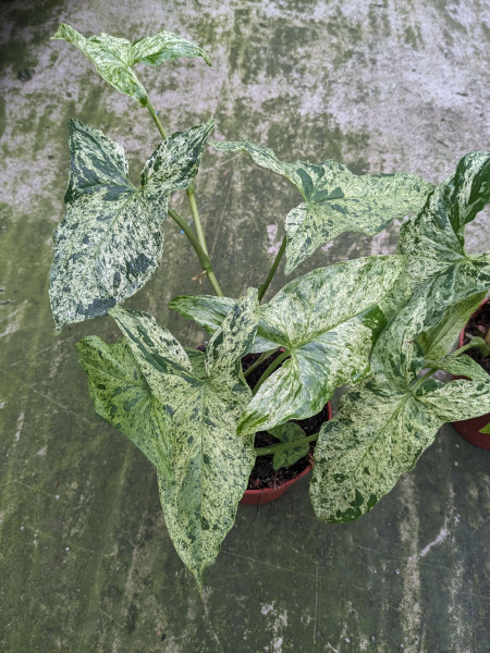 Syngonium Mottled