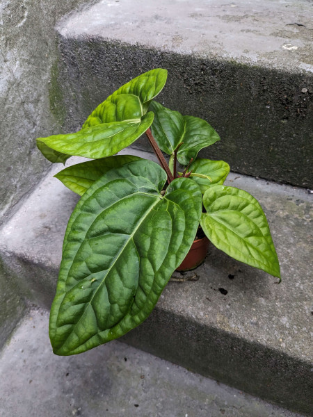 Anthurium luxurians x villenaorum