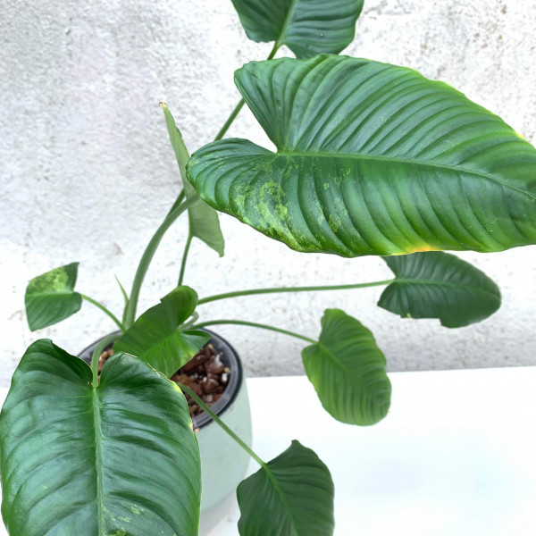 Homalomena rubescens „long form“ variegata