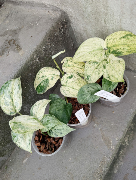 Scindapsus Jade Satin marble