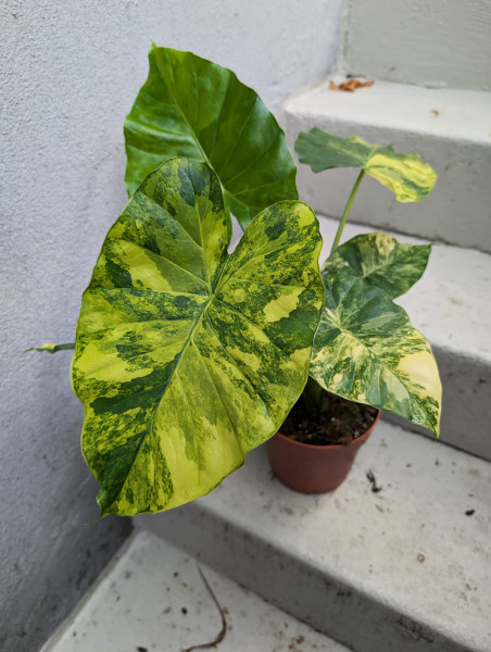 Alocasia gageana aurea variegata