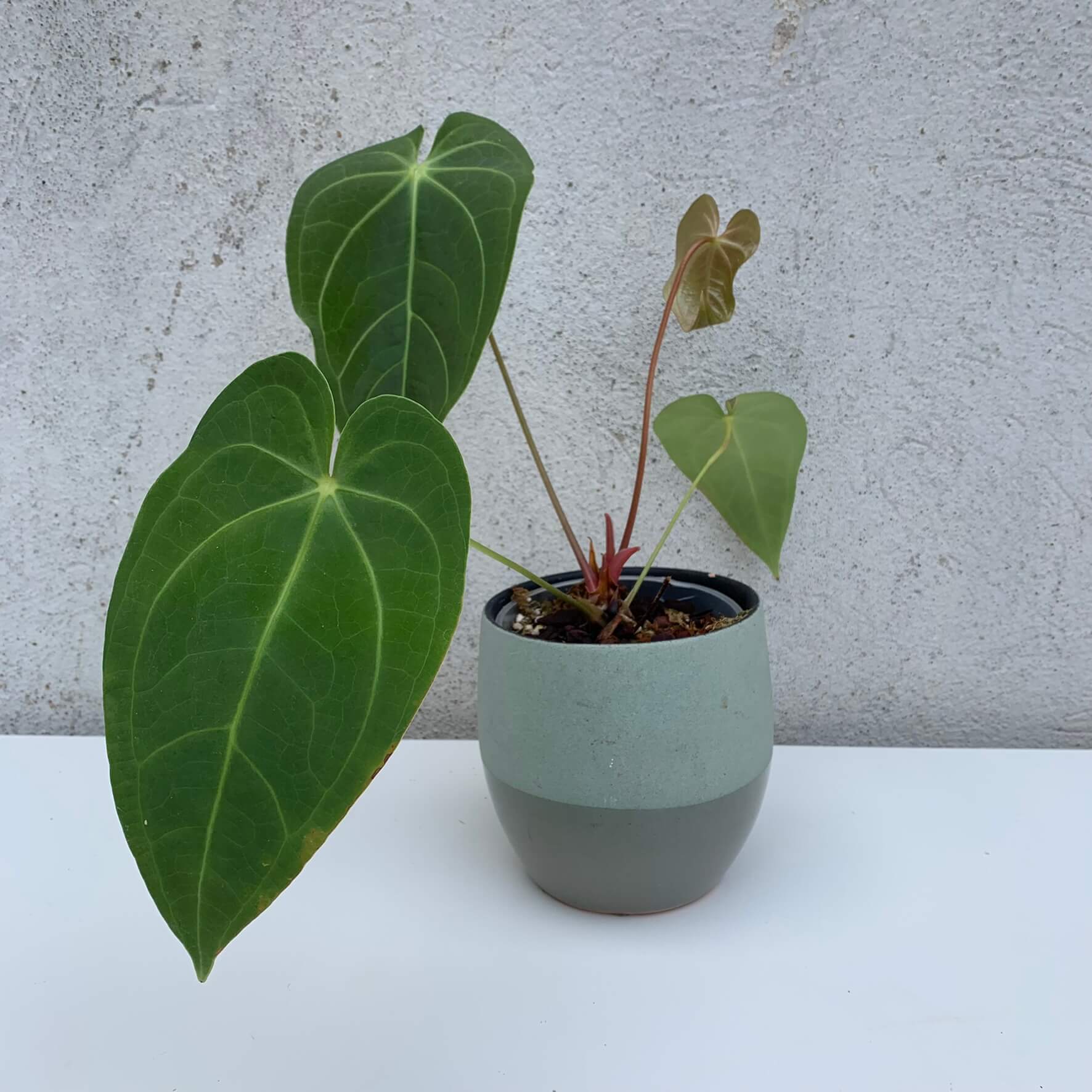 Anthurium Green Mamba | Anthurium | Plants | We Love Aroids