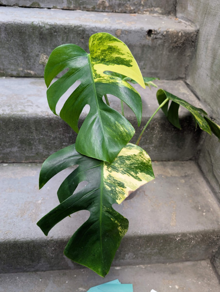 Monstera aurea variegata - B