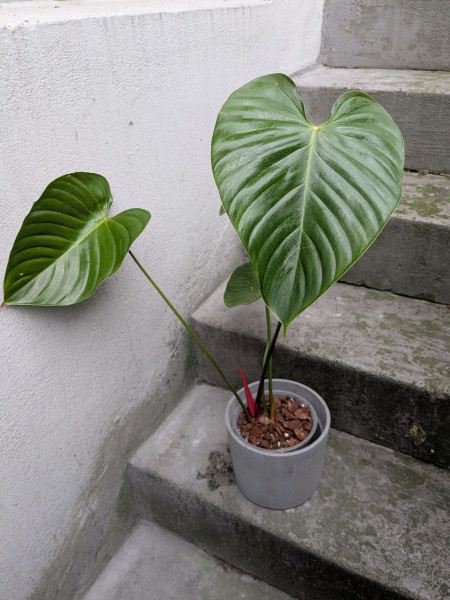 Philodendron lynamii - big