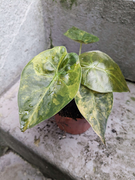 Alocasia wentii aurea variegata - B