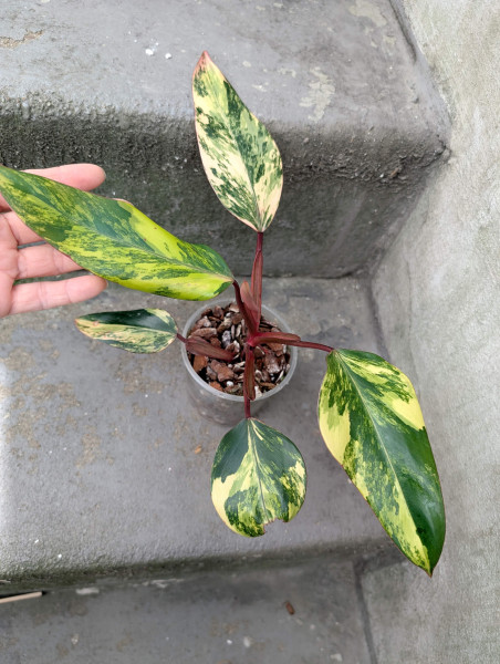 Philodendron Strawberry Shake - C