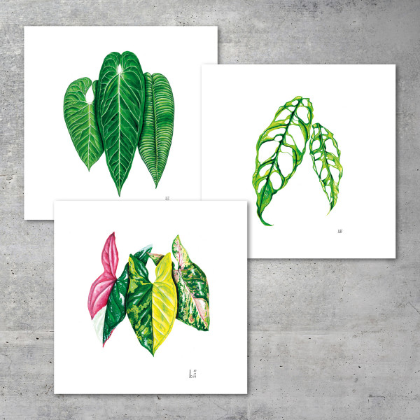 Pack of 3 – 30x30 all Prints - We love Aroids x JB Botanical Arts
