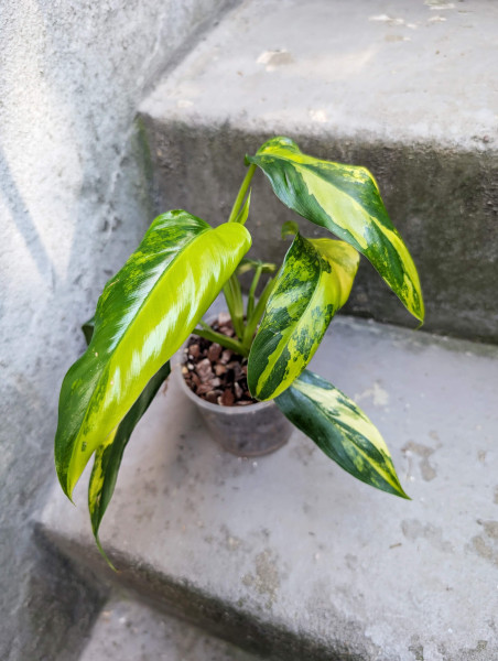 Philodendron domesticum variegata - C
