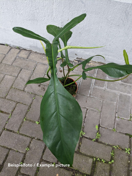 Philodendron joepii - XL