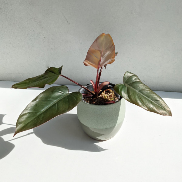 Philodendron Dark Lord | Philodendron | Plants | We Love Aroids