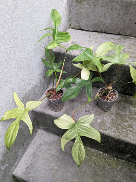 Philodendron Florida Ghost mint - medium