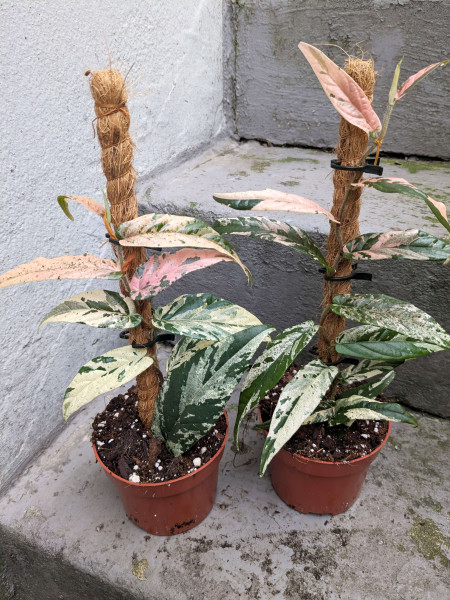 Ficus sagittata variegata