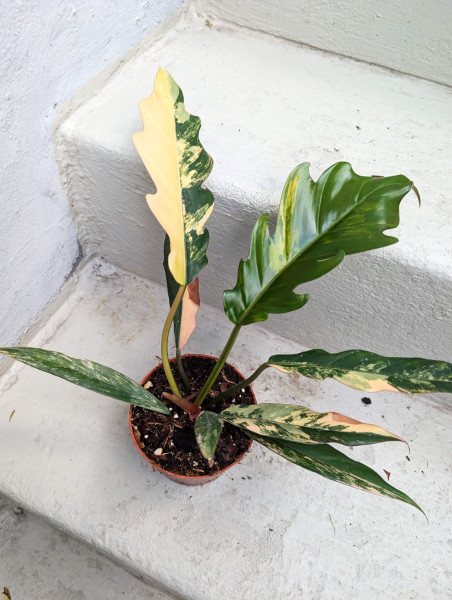 Philodendron Caramel Marble - E