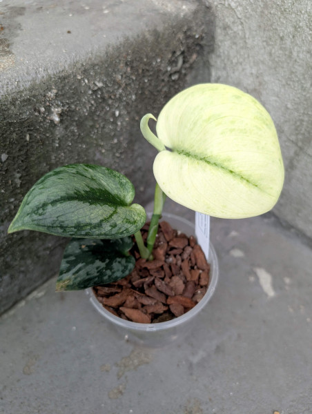 Scindapsus Exotica mint variegata - B