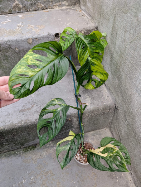 Monstera adansonii aurea variegata - C