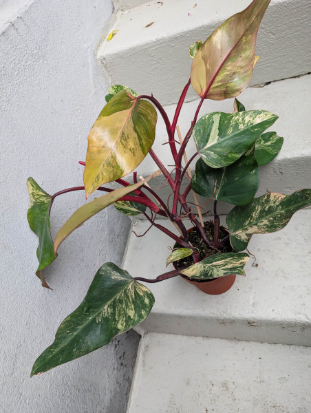 Philodendron Strawberry Shake big - B