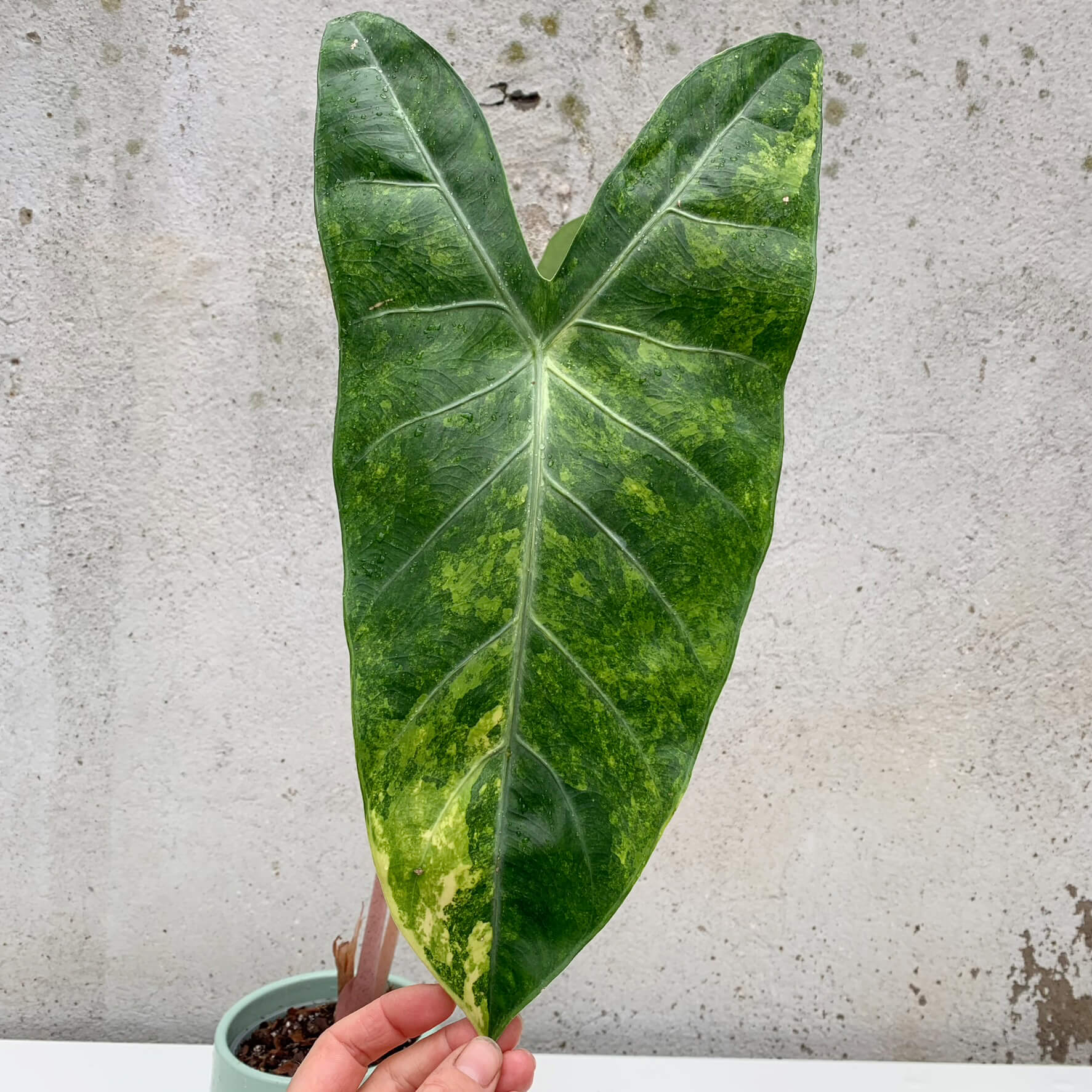 Alocasia Pink Dragon aurea variegata A variegated Plants Plants We Love Aroids