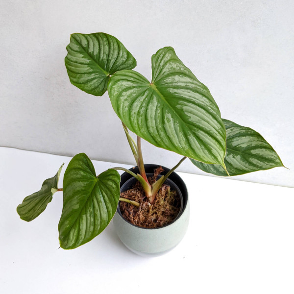 Philodendron mamei aff – A