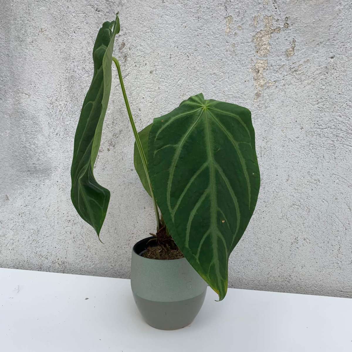 Anthurium magnificum silver - B | Anthurium | Plants | We Love Aroids