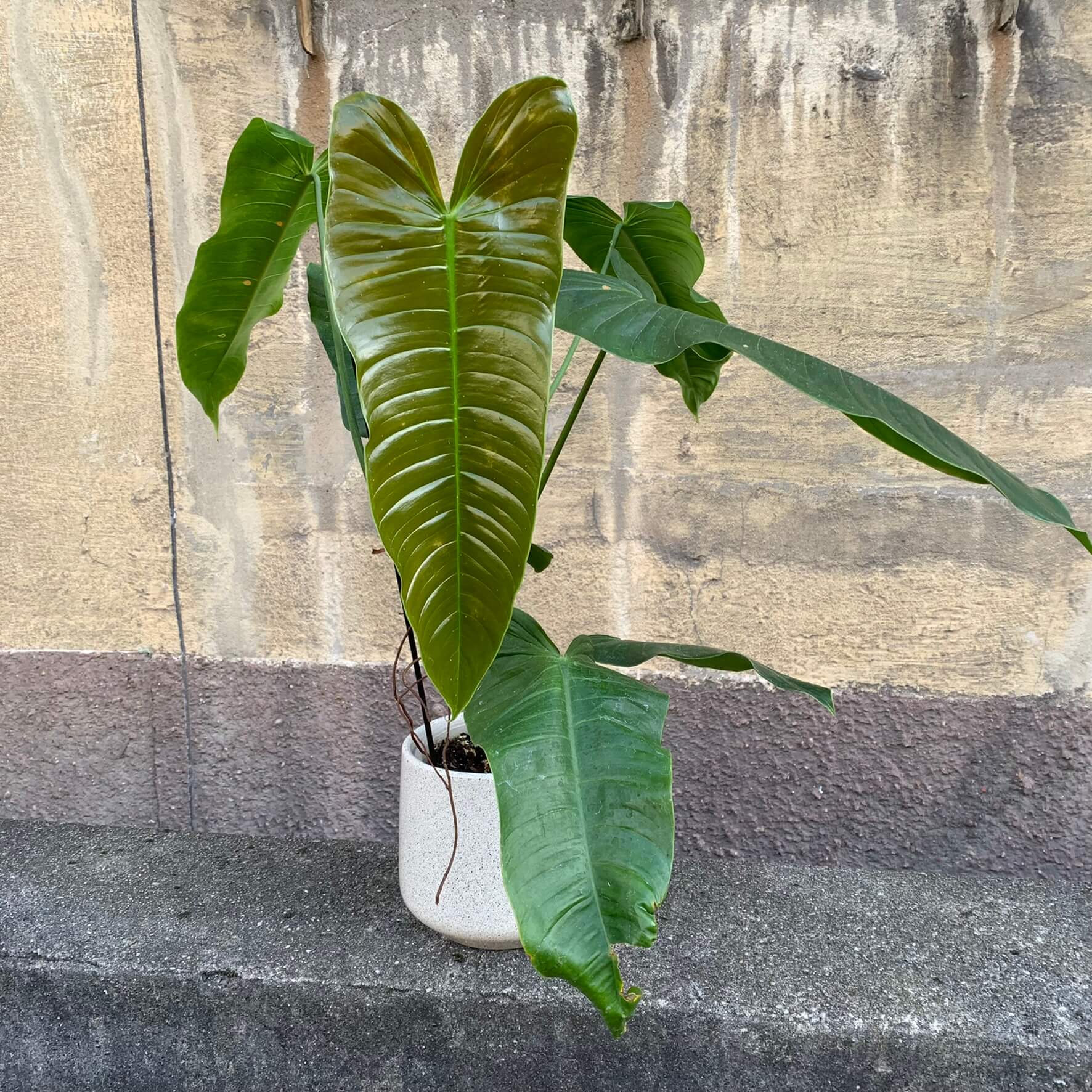 Philodendron sharoniae - XL | Philodendron | Plants