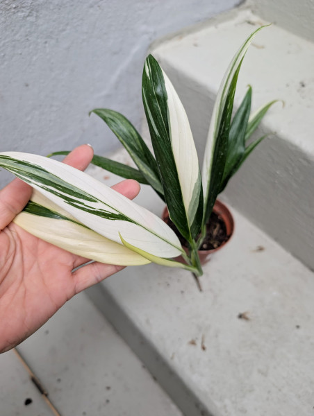 Epipremnum amplissimum albo variegata