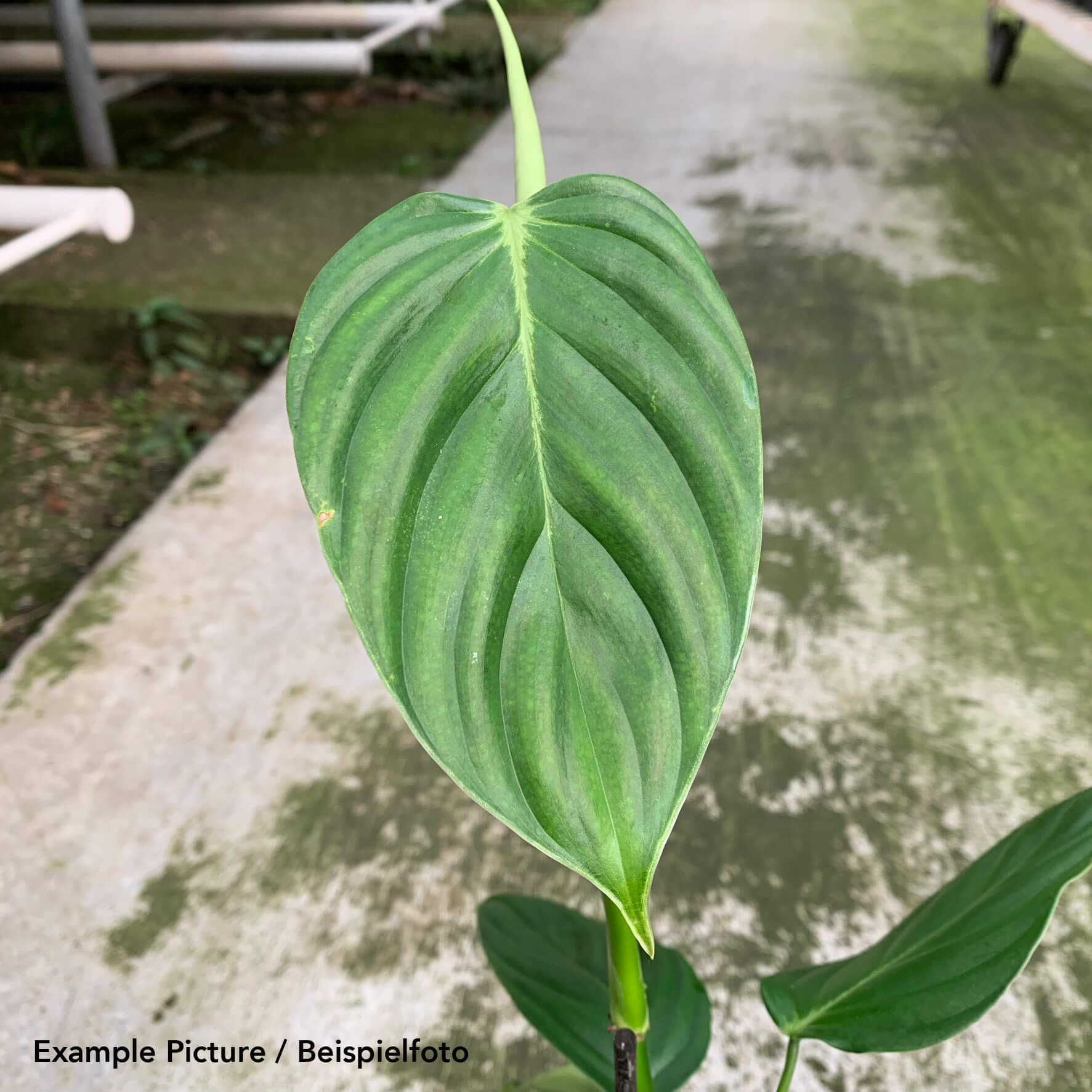 Philodendron Angel | Philodendron | Plants | We Love Aroids