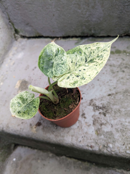 Alocasia Dragon Scale variegata - B