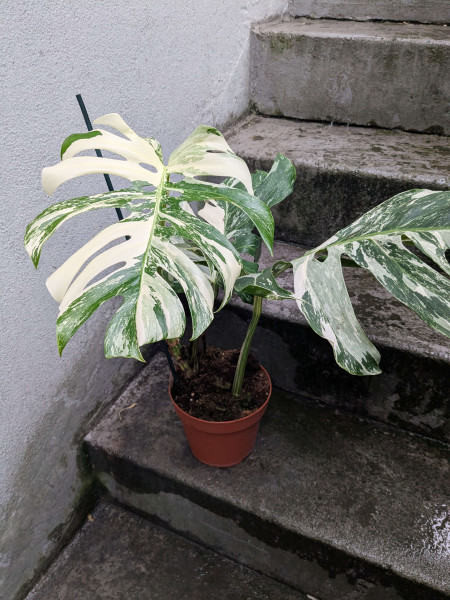 Monstera variegata - E
