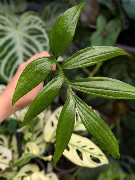 Monstera subpinnata - Stem cutting