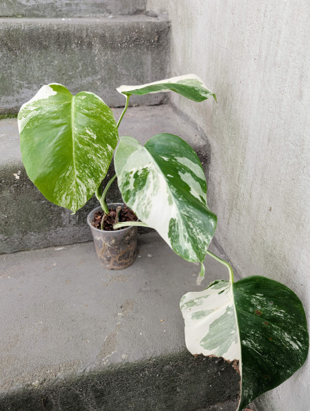 Monstera variegata small - B