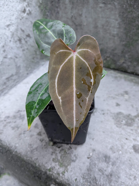 Anthurium Black Sweet self x Red Spider - selected Seedling E