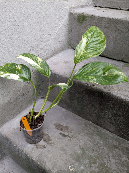 Monstera lechleriana variegata - A