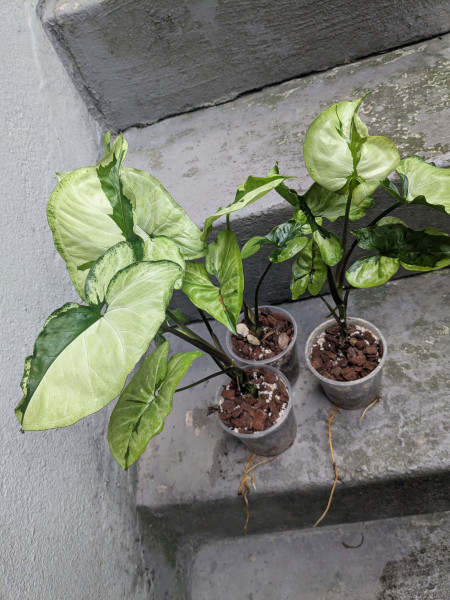 Syngonium Green Beauty